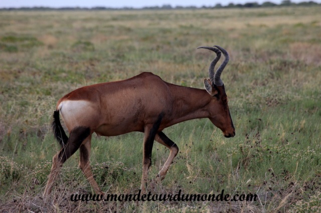 Etosha (171).JPG